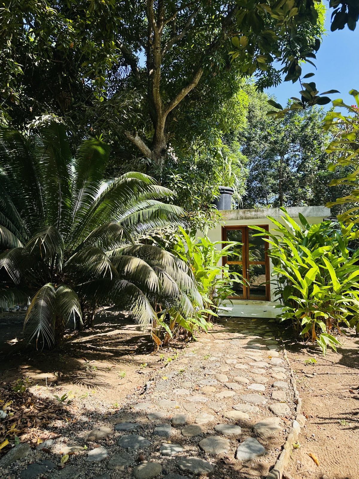 Casa Silvestre - Estudio entre vegetación